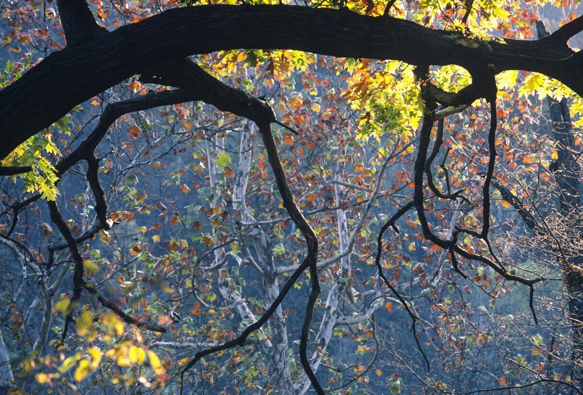 Trees in autumn